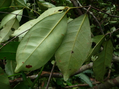 Cassipourea nialatou