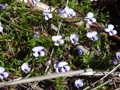 Viola decumbens