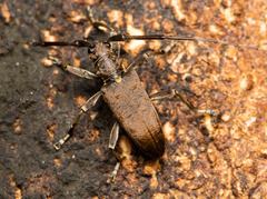 Acalolepta formosana