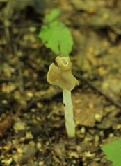 Helvella elastica