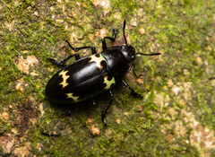 Episcapha flavofasciata