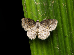Dischidesia cinerea