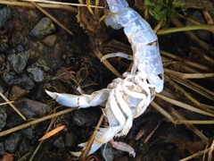 Upogebia pugettensis