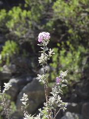 Podalyria hirsuta
