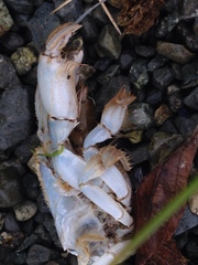Upogebia pugettensis