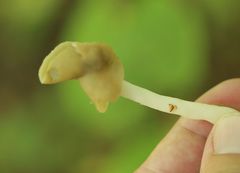 Helvella elastica