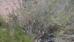 Tetradymia tetrameres