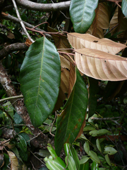 Heritiera utilis