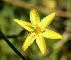 Sisyrinchium longipes