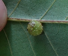 Caryomyia tuberculata