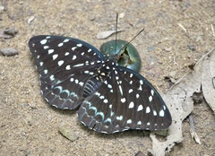 Lexias dirtea merguia