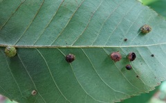 Caryomyia tuberculata