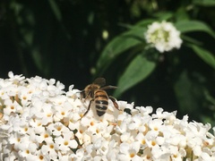 Apis mellifera