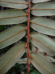 Xylopia letestui