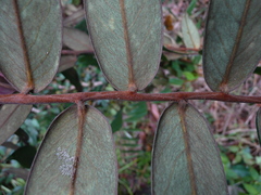 Xylopia letestui
