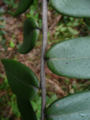 Xylopia letestui