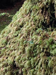 Pseudisothecium cardotii