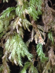 Pseudisothecium cardotii