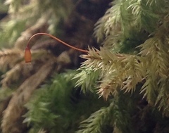 Pseudisothecium cardotii