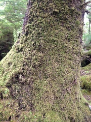 Pseudisothecium cardotii