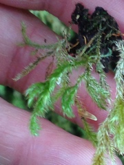 Pseudisothecium cardotii