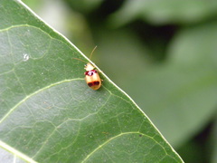 Monolepta bifasciata