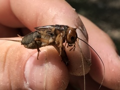 Anurogryllus arboreus