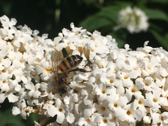 Apis mellifera