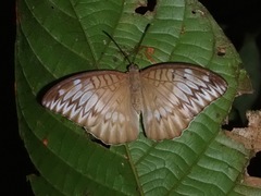 Tanaecia