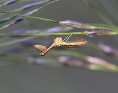 Campion tenuistrigus
