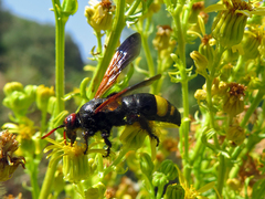 Scolia erythrocephala