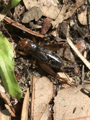 Anurogryllus arboreus