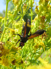 Scolia erythrocephala