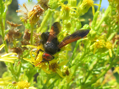 Scolia erythrocephala