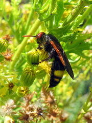 Scolia erythrocephala