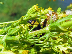 Scolia erythrocephala