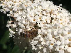 Apis mellifera