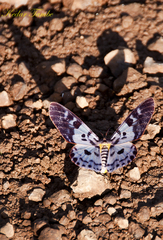 Dysphania percota