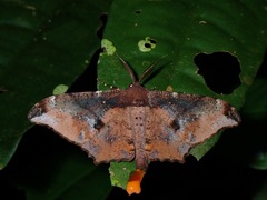 Lepidoptera