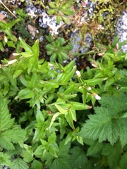 Epilobium anagallidifolium