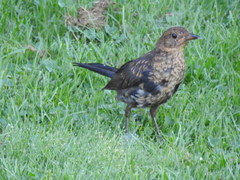 Turdus merula