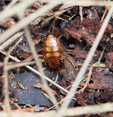 Drymaplaneta communis