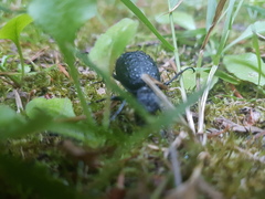 Cychrus tuberculatus