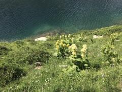 Gentiana