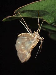 Lepidoptera