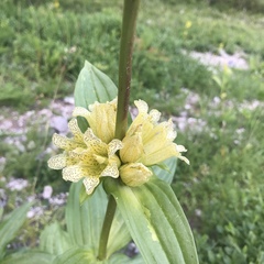 Gentiana