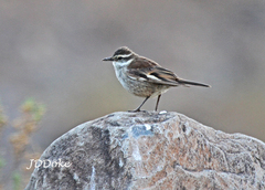 Cinclodes atacamensis