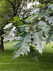 Quercus rubra