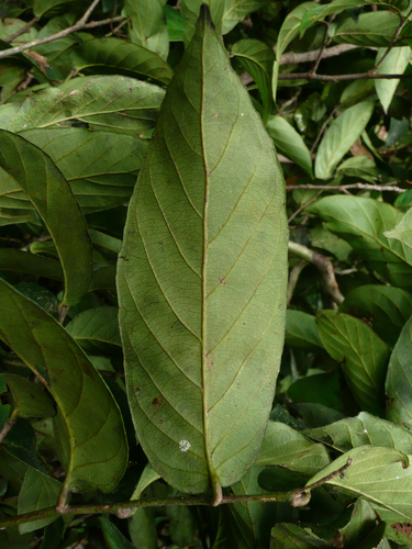Maranthes aubrevillei