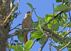 Syndactyla rufosuperciliata